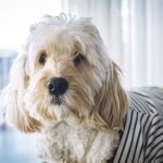 Friendliest Dog Breeds: Discover Your Perfect Companion