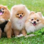 Friendly Dog Breeds: Discover Your Perfect Furry Friend