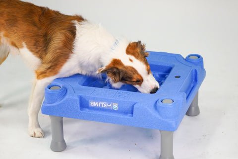 Fun Dog Activities: Unleash Joyful Adventures