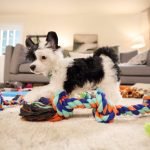 Fun Indoor Activities for Dogs: Thrilling Adventures Await