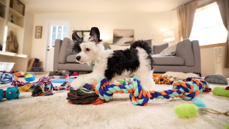 Fun Indoor Activities for Dogs: Thrilling Adventures Await