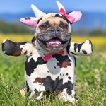 Funniest Dog Breeds: Hilarious Pups to Brighten Your Day