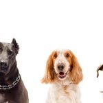 Geico Homeowners Insurance Dog Breed Restrictions Explained
