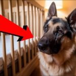 German Shepherd Dog Aggressive Behaviour: Causes & Solutions