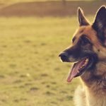 German Shepherd Dog Insurance: Protect Your Loyal Companion