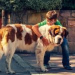 Giant Dog Breeds: Unleash the Gentle Giants