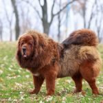 Giant Fluffy Dog Breeds: Ultimate Cuddly Companions