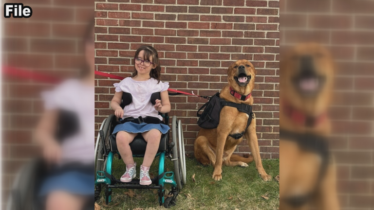 Girl Trained to Serve a Dog: An Unusual Bond Explored