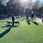 Golden Gate Park Dog Training Area: Unleash Your Pup’s Potential