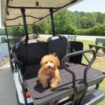 Golf Cart Dog Accessories: Ultimate Guide for Pet Lovers