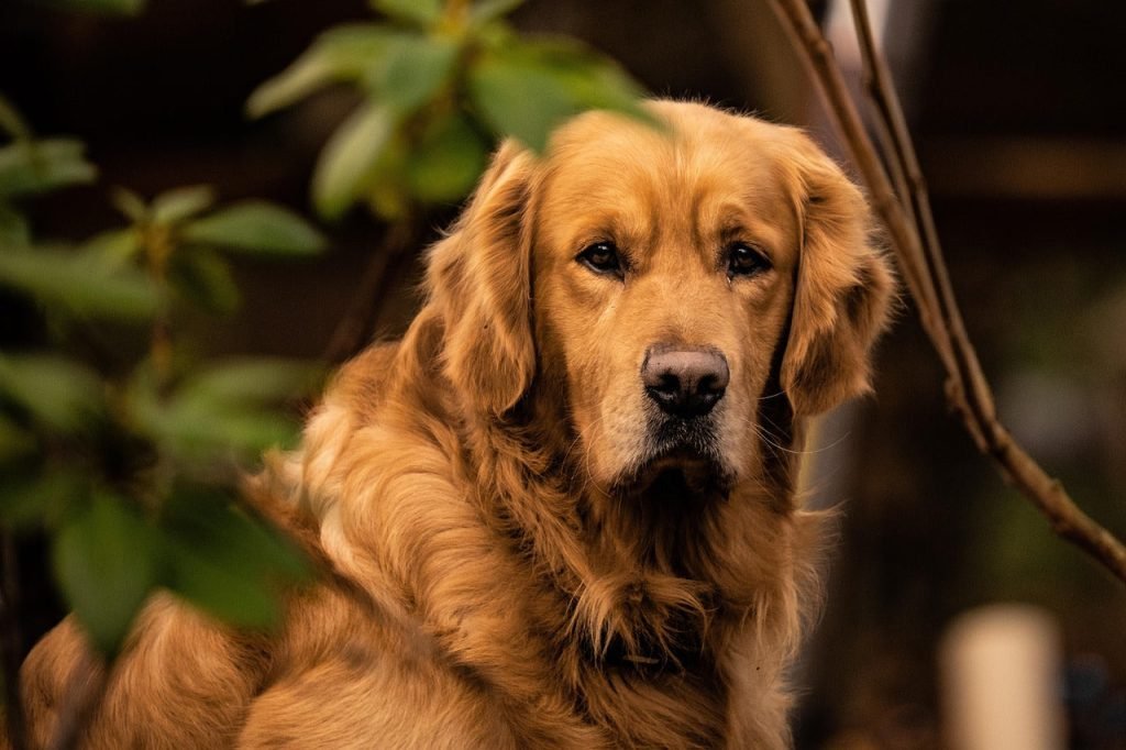 Good Dog Breeds: Discover Your Perfect Canine Companion