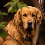 Good Dog Breeds: Discover Your Perfect Canine Companion