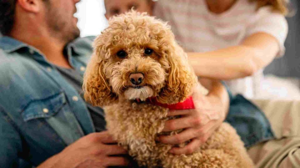 Good Family Dog Breeds: Perfect Choices for Your Home