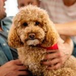 Good Family Dog Breeds: Perfect Choices for Your Home