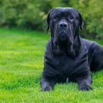 Good Guard Dog Breeds for Families: Top Protective Pups