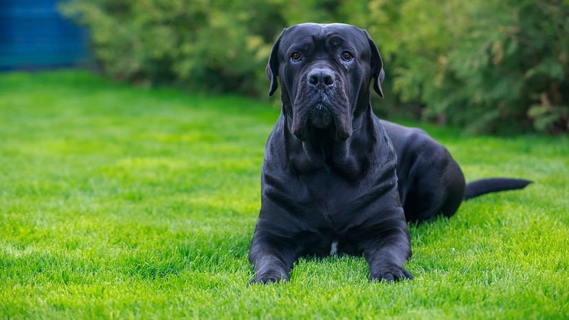 Good Guard Dog Breeds for Families: Top Protective Pups