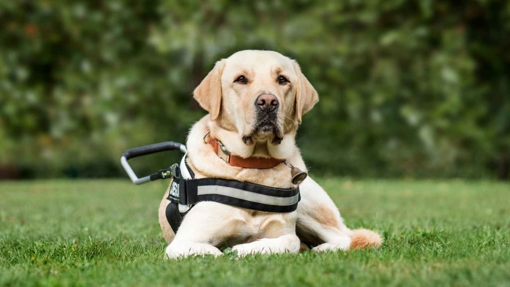 Good Service Dog Breeds: Top Picks for Assistance