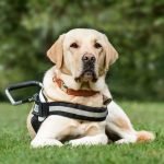 Good Service Dog Breeds: Top Picks for Assistance