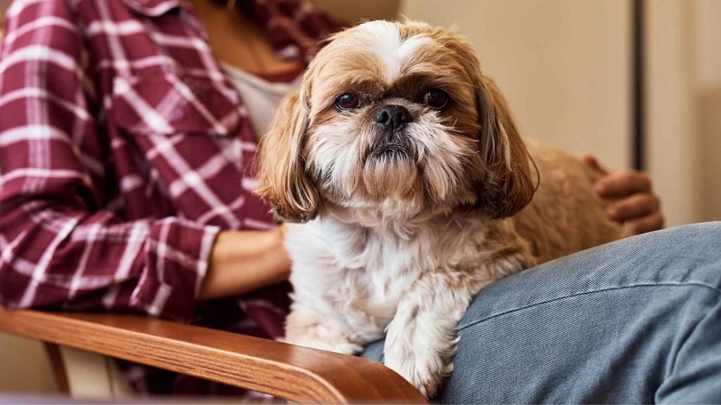Good Therapy Dog Breeds: Top Picks for Healing Hearts