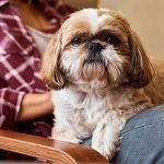 Good Therapy Dog Breeds: Top Picks for Healing Hearts