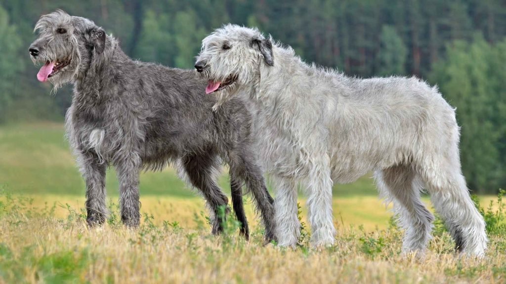 Gray Dog Breeds: Discover Elegant Companions
