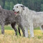 Gray Dog Breeds: Discover Elegant Companions