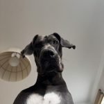 Great Dane Dog Insurance: Protect Your Gentle Giant