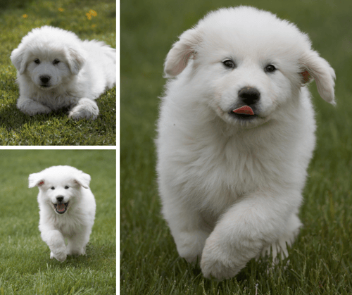 Great Pyrenees Dog Breeds: Majestic Guardians Unveiled