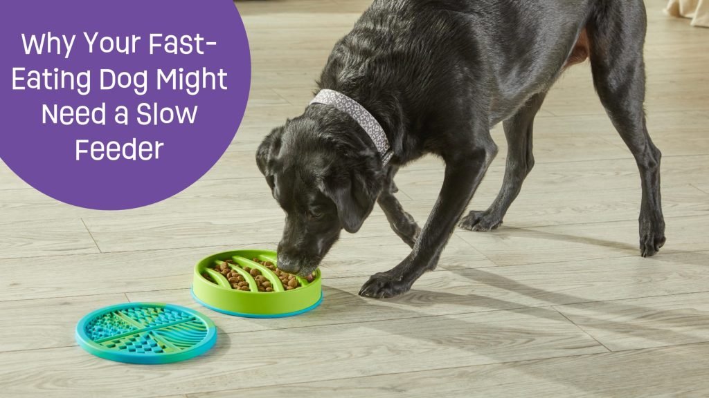 Green Bean Diet for Dogs: Healthy Weight Solution