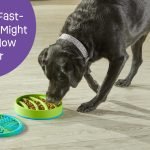 Green Bean Diet for Dogs: Healthy Weight Solution