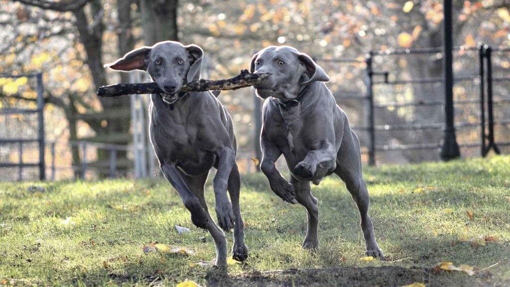 Grey Dog Breeds: Discover Stunning Canine Companions