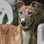 Greyhound Dog Health Problems: Vital Care Tips