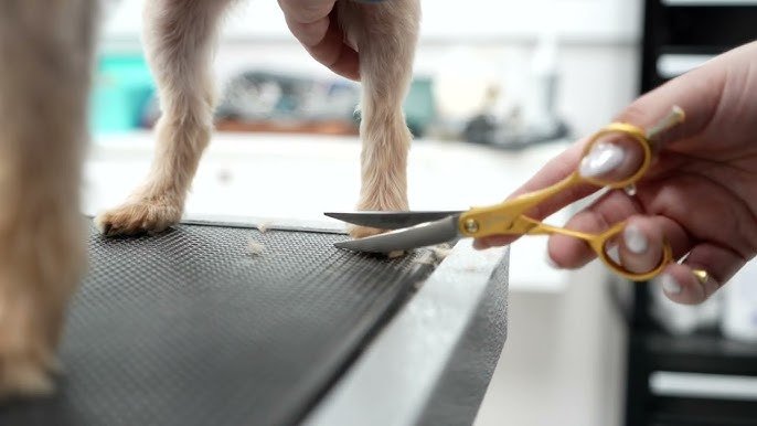 Groom Dog Paws: Expert Tips for Happy, Healthy Feet