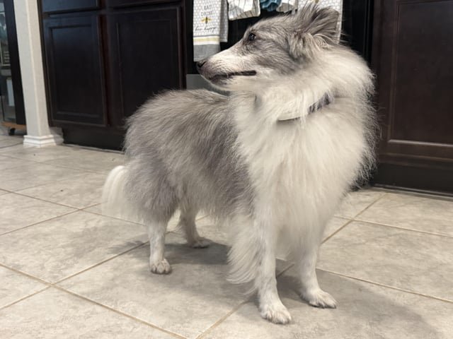 Grooming a Sheltie Dog: Tips for Flawless Fur Care