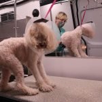 Grooming Aggressive Dogs: Expert Tips for Success