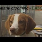 Grooming Brittany Spaniel Dogs: Tips for a Flawless Coat