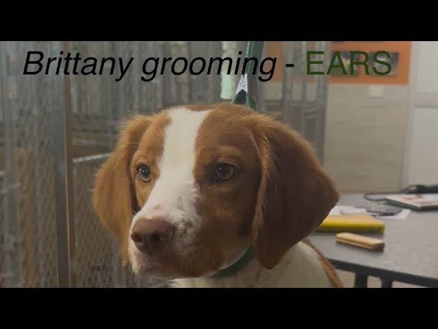 Grooming Brittany Spaniel Dogs: Tips for a Flawless Coat