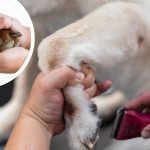 Grooming Dog Paws: Essential Tips for Healthy Feet