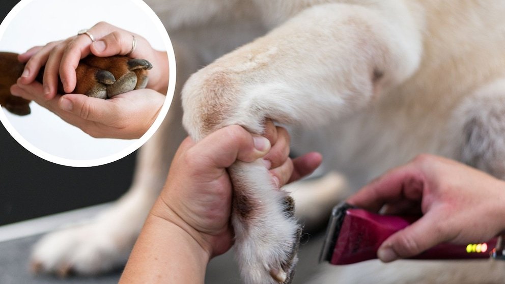 Grooming Dog Paws: Essential Tips for Healthy Feet