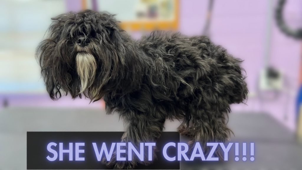 Grooming Dogs Youtube: Tips for Perfect Pet Care