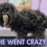 Grooming Dogs Youtube: Tips for Perfect Pet Care