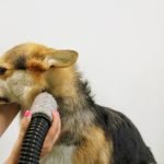 Grooming Older Dogs: Essential Tips for Senior Pet Care