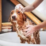 Grooming Your Dog at Home: Expert Tips Revealed