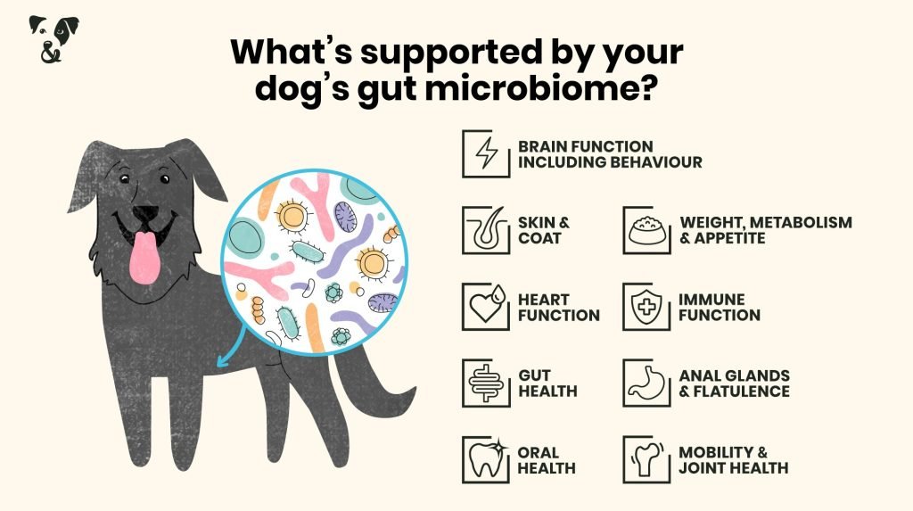 Gut Health in Dogs: Unlocking Vital Wellness Secrets