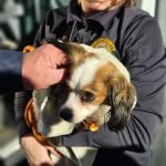 Hackensack Dog Stella Adoption: Finding Forever Homes for Abandoned Pooches