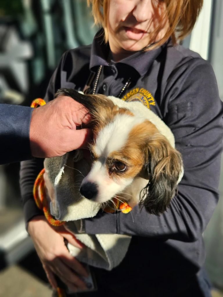 Hackensack Dog Stella Adoption: Finding Forever Homes for Abandoned Pooches