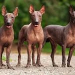 Hairless Dog Breeds: Unique Companions for Allergy Sufferers