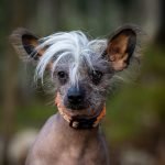Hairless Dog Breeds Chinese Crested: Discover Unique Traits