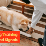 Hand Commands for Dog Training: Master the Basics