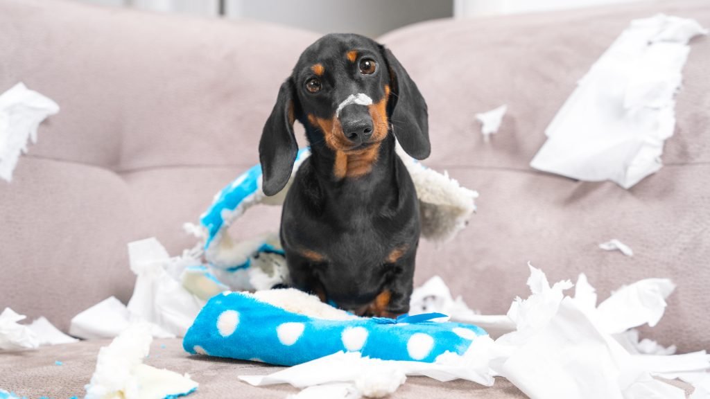 Hardest Dog Breeds to Train: Taming the Unruly Pups